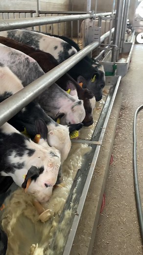 Cows Feeding on a Dairy Farm: A Close Look