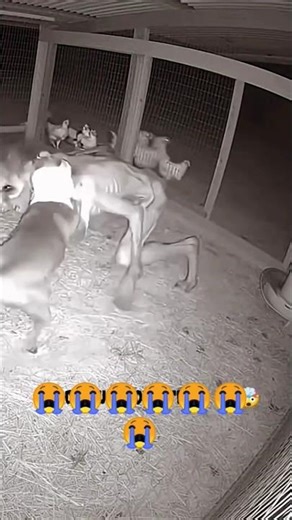 Facebook wala new islamic #viral