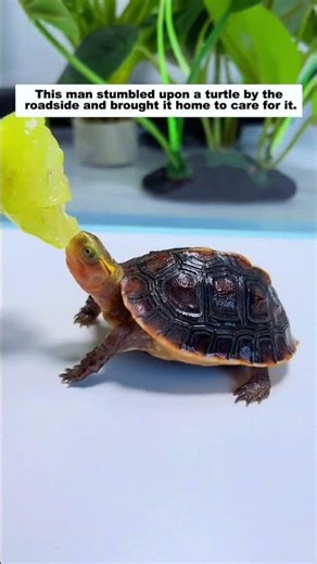 This man stumbled upon a turtle by the roadside and brought it home to care for it...