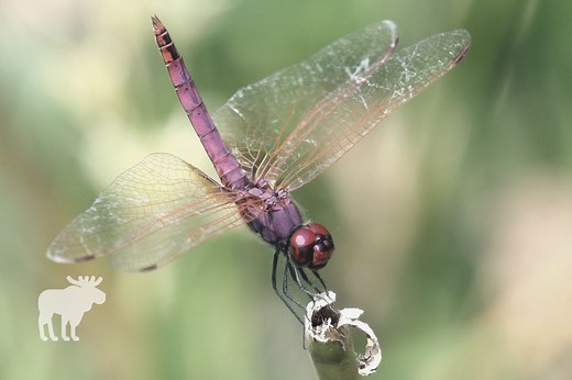 What Does A Dragonfly Eat? — Forest Wildlife