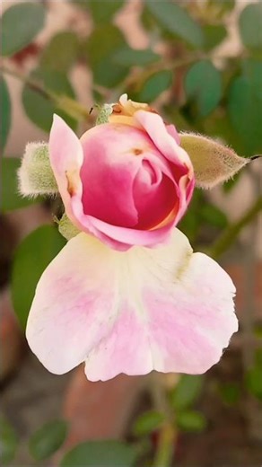 Most Beautiful Rose 🌹 | Nature Sounds & Relaxing Music | Stress Relief Video#nature