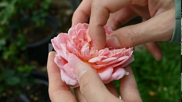 Gardener checking a rose flower with thrips living inside. Thrips are sap-sucking insects that can cause deformities in flowers, leaves, stems, and shoots.