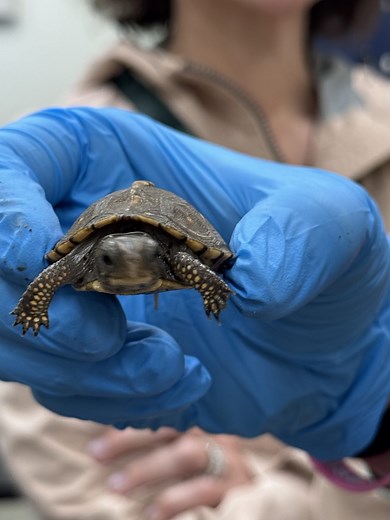 Cincinnati Zoo Partners with the Ohio Division of Wildlife to Rehome Box Turtles - Cincinnati Zoo & Botanical Garden