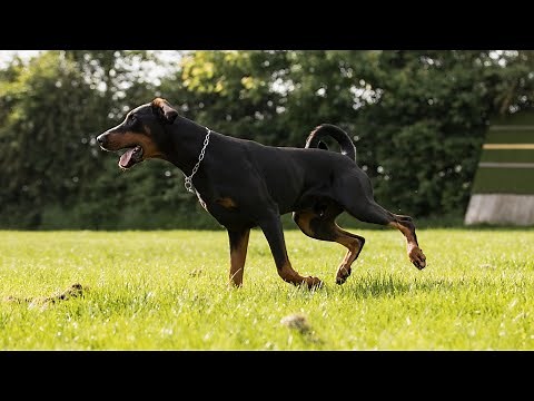 The Size and Weight of Doberman Pinschers