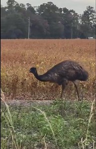 6.1K views · 79 reactions | Let’s hope no one mistakes these as a REALLY BIG turkey for Thanksgiving. Emus have been spotted around the Green Sea area of Horry County. Horry County PD is working with the owners to get them safely returned home.  Joey Mincey | Chief Meteorologist Jamie Arnold-WMBF | Facebook