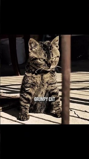 Daily cat list V15 😺