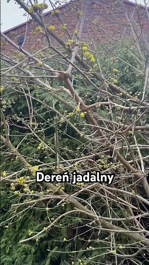 Dereń jadalny #flowers #ogród #garden #krzewy #wiosna #dereń #nature