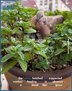 Turtle Dove Family’s Migration: A Journey of Connection, Care, and Change 🕊️ | IGMAT Pitogo - Zamboanga del Sur