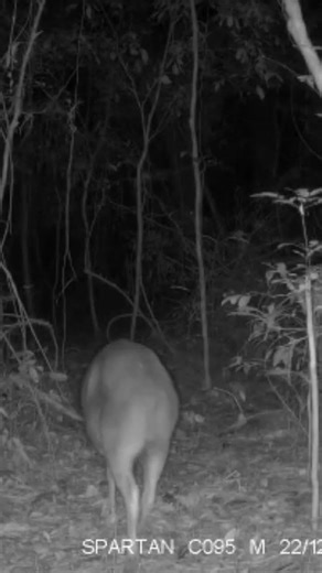 Caught on Camera in Liberia: One of the Rarest Animals on Earth 🌍 - Jentink’s Duiker