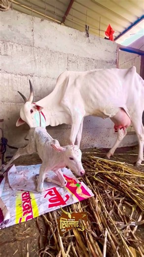 खिल्लार बैल | Khillar Bull Maharashtra पाहताच प्रेमात पडाल असा खिल्लार #karnataka