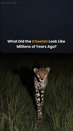 🐆 Cheetah Evolution: 65 Million Years in 40 Seconds!