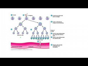 Clonal Selection and Activation of B Cells Tiny Teach