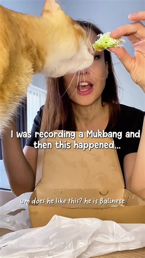 This is how you check if you have a Balinese cat…. Full videos on YouTube - link in bio please subscribe to support and help us grow 🫶✨💫 #adoptdontshop #rescue #kittykat #youtubecat #balicat