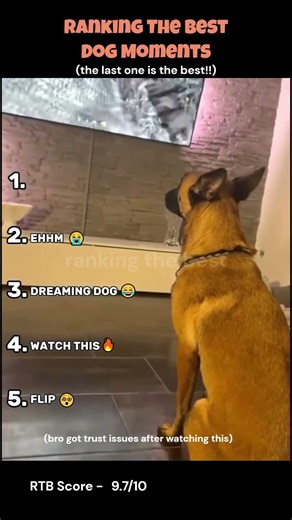 Ranking The Best Dog Moments🐶🐶 (Part 6)