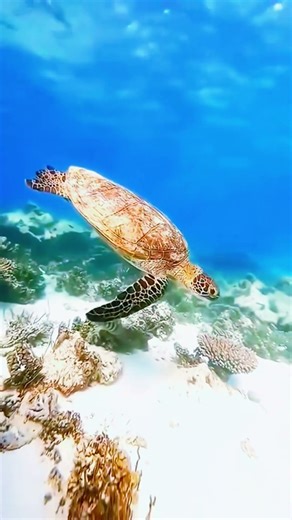 🌄 Peaceful Misty Scotland Views ✨ | Relaxing Nature, Mountains & Calm Scenery 🌿 #shorts #shortsfeed