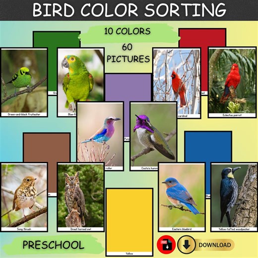 Bird Color Sort and Match Cards | Preschool Sorting Printable - Etsy Canada