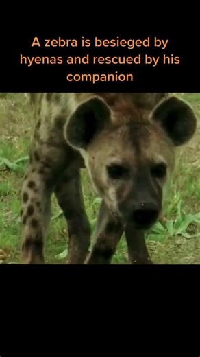 Leopard Hunt & Unique Behavior: Why Do Leopards Pluck Their Prey?