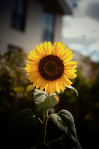 The Seven Principles - The Spiritualists' National Union