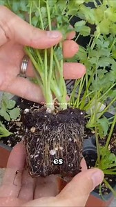 Cómo Sembrar Cilantro en Tu Huerta 1. Siembra: Semillero o siembra directa. 2. Cubrir y Regar: Cubrimos las semillas con tierra y regamos. 3. Germinación: Entre 15 y 20 días. 4. Trasplante: Plántula de 5-10 cm de altura. 5. Ubicación: Semi-sombra o poco sol directo. 6. Riego: Cuando el sustrato se empieza a secar. 7. Cosecha: Después de 2.5 a 3 meses, cortar tallos a 1 cm de la tierra. El cilantro es generoso y necesita poco espacio. ¡Indispensable en tu huerto y en tu comida | Naturalezavertica