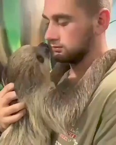 my love sloth | I Love Sloth