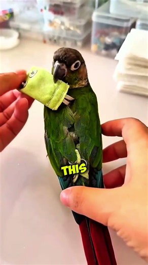 Everyone Thought This Was AI… Until They Noticed the Parrot’s “Clothes” 😳🦜