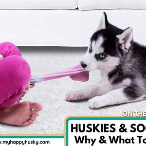 8 Reasons Why Huskies Chew & Eat Socks: & What To Do