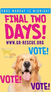 2026 Golden Retriever Calendar contest! | Golden Retriever Rescue Resource, Inc.