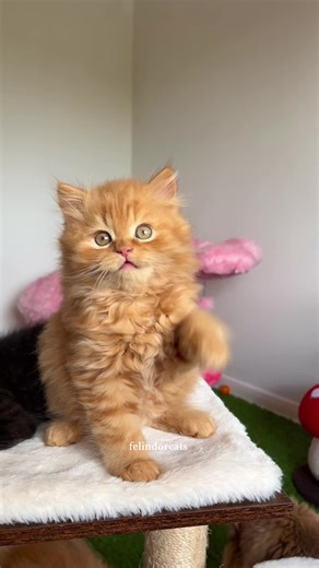 Adorable Talking Kitten Videos That Melt Hearts