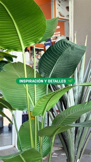 CamPoder | Hogar & Jardín 🏡🌿 on Instagram: "Sumá un toque de verde, sin ningún tipo de mantenimiento🌿 Pasá por el local y descubrí todo lo nuevo: macetas XL y plantas súper realistas, perfectas para llenar de vida tus espacios. ¿Lo mejor? Sin cuidados, listas para decorar y durar 🙌🏼✔️"