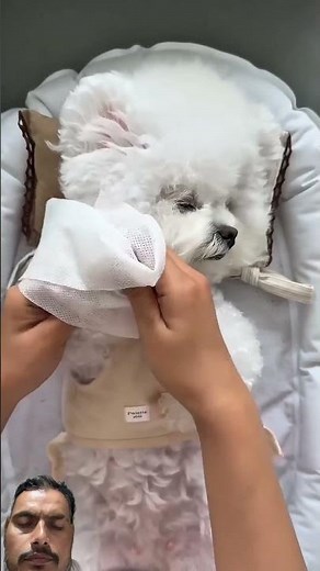 #maltipoo #pets