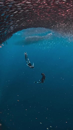 LIVING OUR COSMIC DREAMS 🧑🏼‍🚀🚀 Always yearning for the uncharted ✨ 🤿 ☄️🫧👽🪸🛸🐠🛰️🐢 @Anthony Jay Anido #panglao #freedive #divebuddies #jomo sea you soon 😉♥️