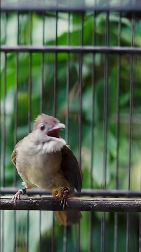 Kapas Tembak Gacor Nonstop! Masteran Full Isian Bikin Cepat Nembak 🔥