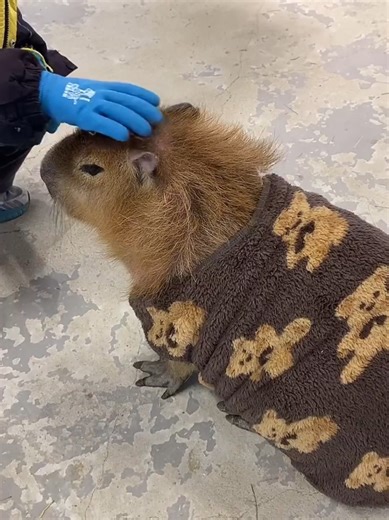 Adorable Capybara ASMR Moments