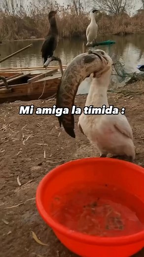 Todos tenemos una amiga timida... 😂😅 | Doble'y Griega