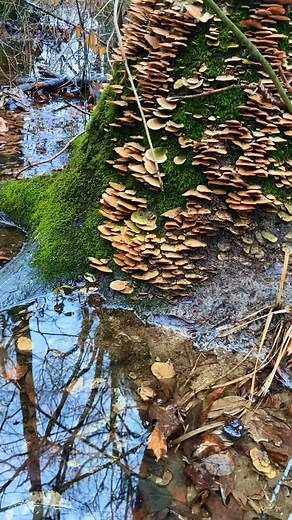 Toadstool steps.. | cody_idol