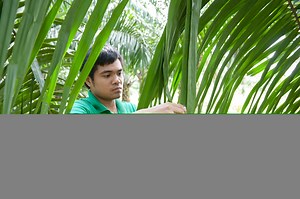 Leaf and tissue analysis - to identify nutrient deficiencies | Yara Philipines