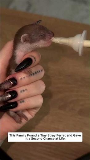 This Family Found a Tiny Stray Ferret and Gave It a Second Chance at Life.