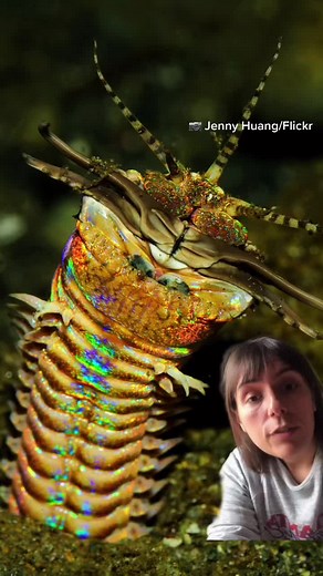 Real-Life Ocean Graboids: Unveiling the Mystery of Marine Worms