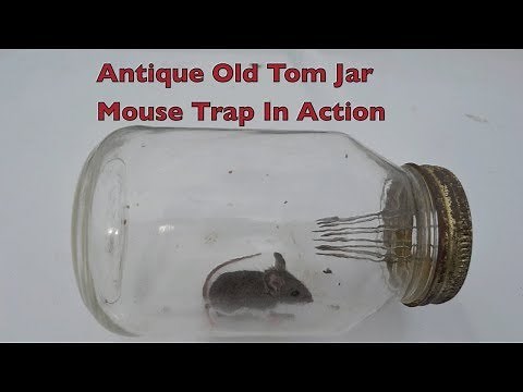Antique "Old Tom" Jar Mouse Trap In Action With Large Spikes.