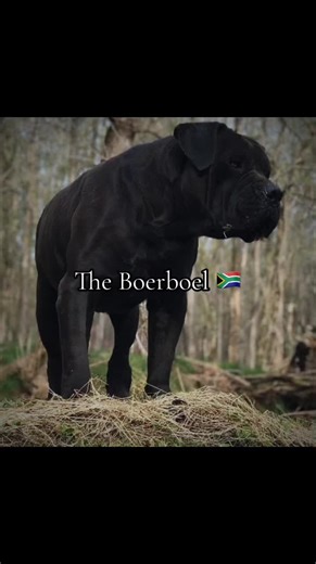 Understanding the Boerboel Mastiff Breed Characteristics
