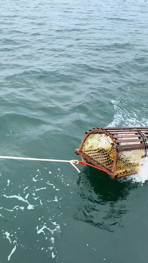 Macks traps! #lobster #maine #canada #foryou #mackstraps #hacketttraps #EduTok | Nicole Thornton