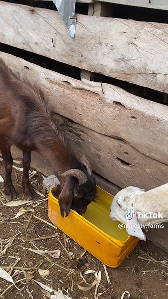 When people ask me, “Isn’t livestock farming expensive?” I smile, because I used to think the same. I believed I needed big land, modern machines, and a lot of money before I could even begin. But along the way, I discovered something powerful: livestock farming is not about starting big, it’s about starting. Every livestock farmer you see with large fields or thriving projects once stood where you are — with only a dream and a little courage. They began small, worked with what they had, learned