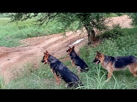 Working Line German Shepherds | Guardians of the Herd in Valleys & Fields"