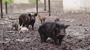 Group of black domestic pigs in the barnyard. Fluffy boar pigs family with piglets on dirty rural cortyard. Husbandry. Organic farming.