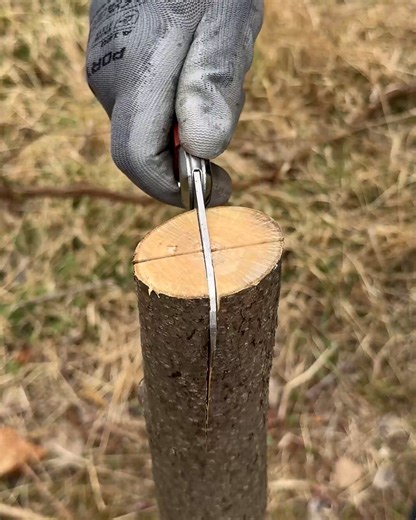 Easy cleft grafting technique | Spiritual Journey