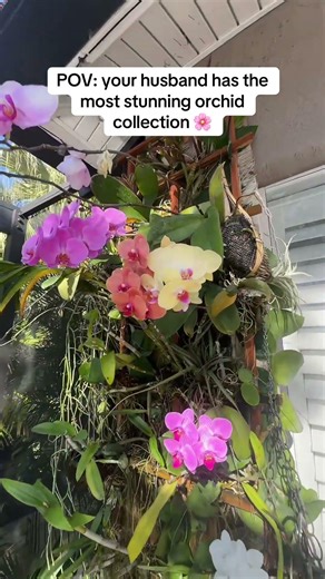 My Husband’s Orchid Collection is PEAK Blooming Right Now 🌺 | Pool Day Vibe