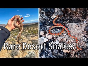 Amazing Desert Herping with Rare Species!