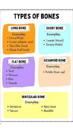 Human Bones 206 || Types of Bones #skeleton #humanbones #medicalstudent #science #study #shorts