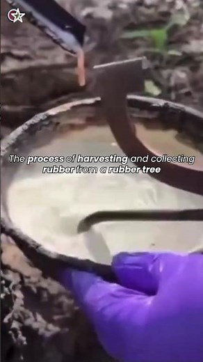 The process of harvesting and collecting rubber sap from a rubber tree 🌴