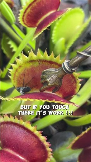 BIG CARNIVOROUS PLANT